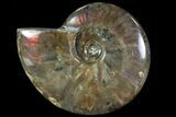 Flashy Red Iridescent Ammonite - Wide #81858-1